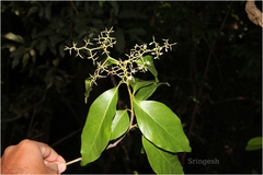 Apodytes dimidiata var. acutifolia